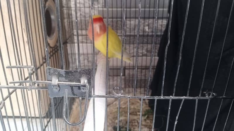 lutino love bird pair budgies pair with cage 1