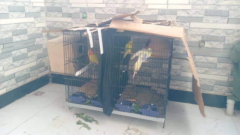 lutino love bird pair budgies pair with cage 2