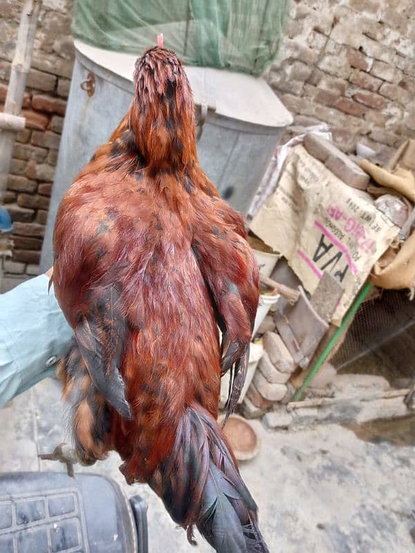 gahar ka Pala hoa murga? pure dasi gahar ki breed? 19