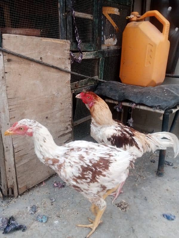 Aseel Hen Pair 0