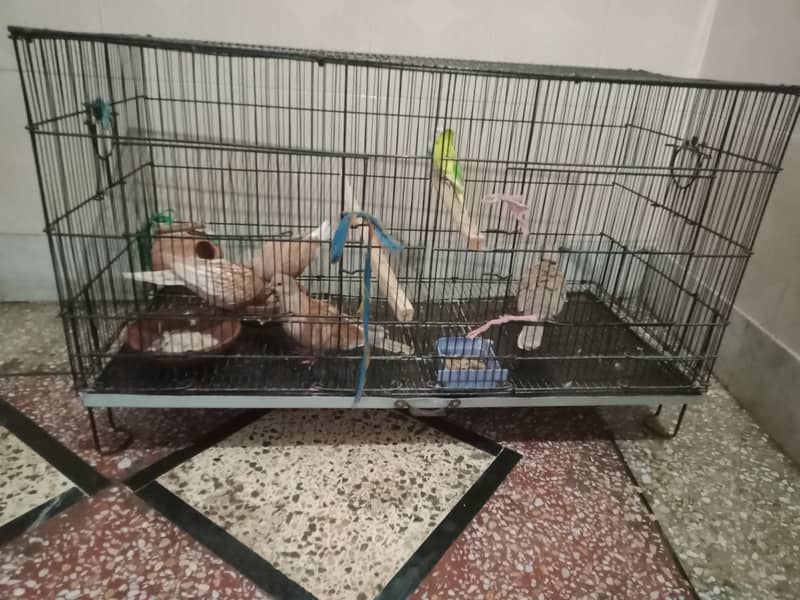 1cage with 2pair khumry 2