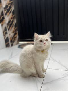 Beautiful Cat for sale male