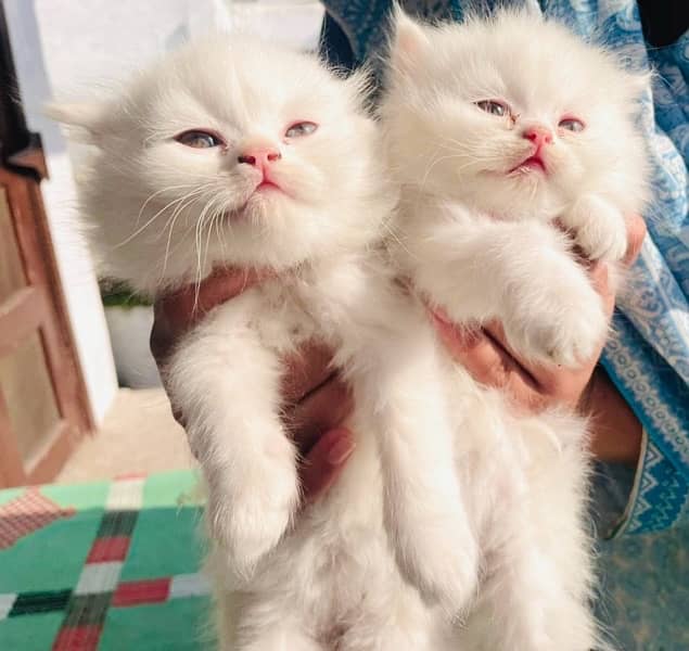 pure Persian white kittens 0