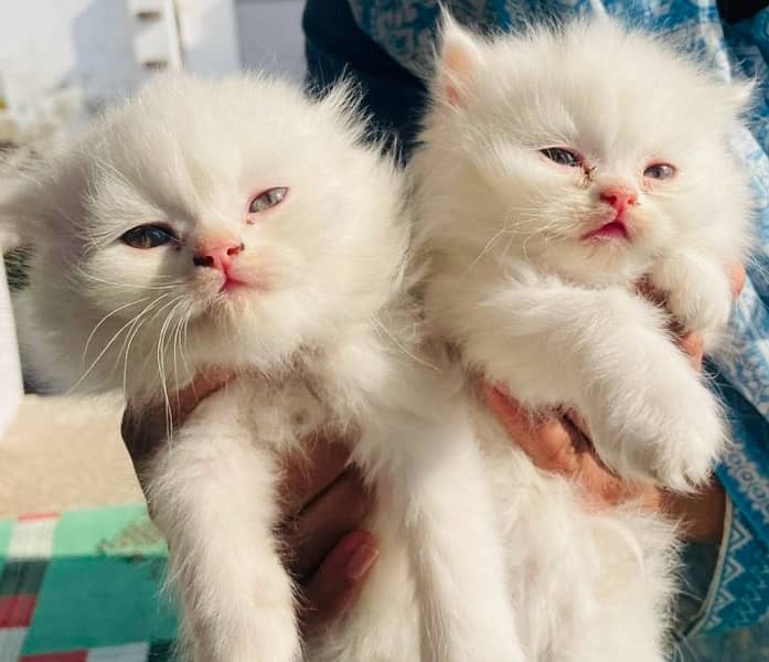 pure Persian white kittens 2