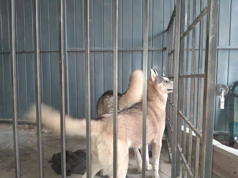 Husky dog  |  Siberaian Huskys | Gray Husky Breeder Pair |Urgent Sale 2