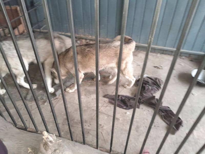 Husky dog  |  Siberaian Huskys | Gray Husky Breeder Pair |Urgent Sale 5