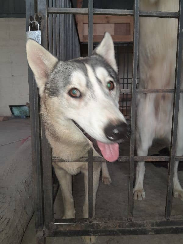 Husky dog  |  Siberaian Huskys | Gray Husky Breeder Pair |Urgent Sale 6