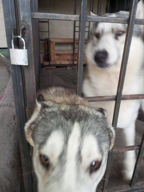 Husky dog  |  Siberaian Huskys | Gray Husky Breeder Pair |Urgent Sale 7