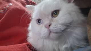 white cat