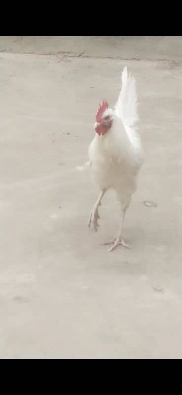 Ghar ka pala howa Desi Murga / Hera / Rooster / cock 1