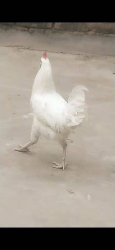 Ghar ka pala howa Desi Murga / Hera / Rooster / cock 2