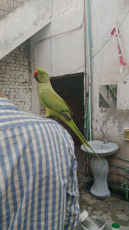 Green Ring Neck | Parrot | Tuta | طوطا | Parrot For Sale | Green P 2