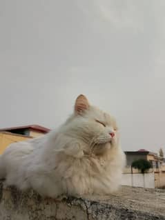 Persian white trained male  Urgent sale