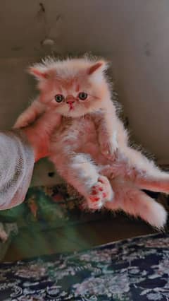 pure peki CFA bloodline kitten for sale