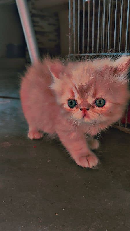 pure peki CFA bloodline kitten for sale 2