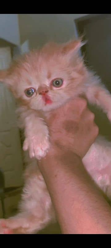 pure peki CFA bloodline kitten for sale 4