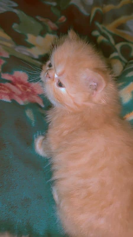 pure peki CFA bloodline kitten for sale 5