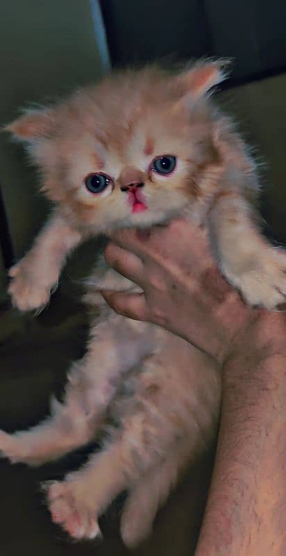 pure peki CFA bloodline kitten for sale 6