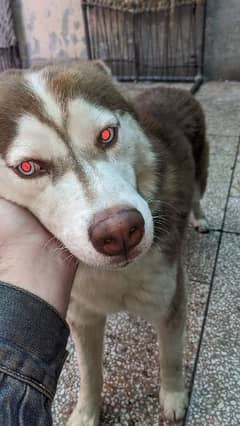 husky