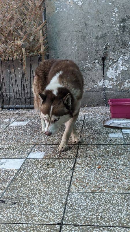 husky male available for sale 1