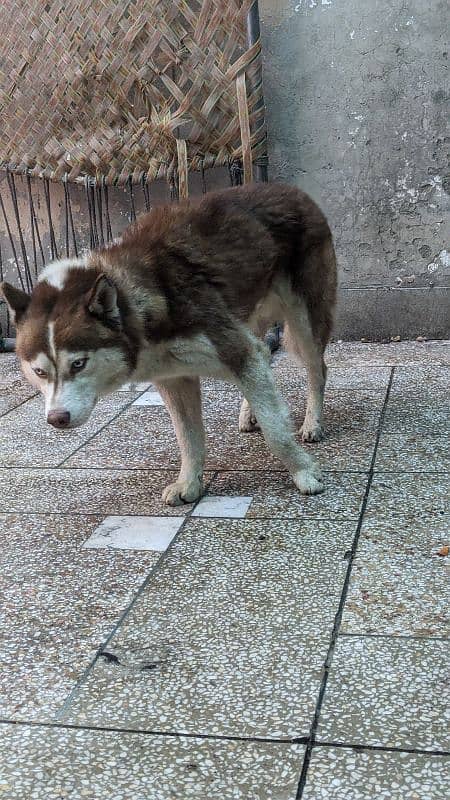 husky male available for sale 3