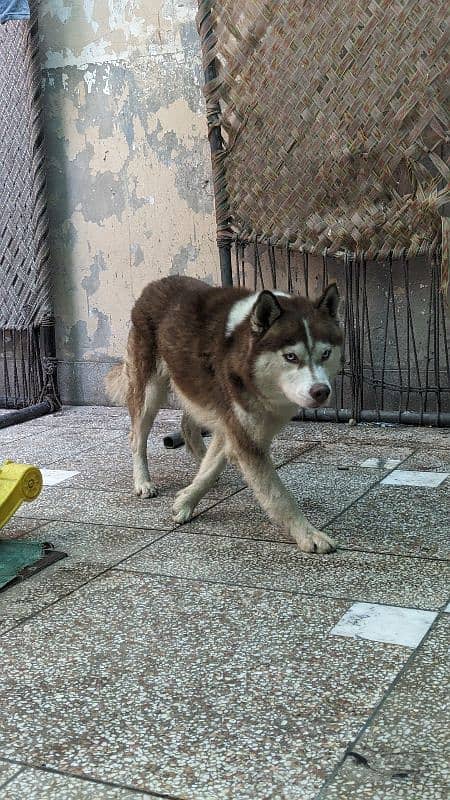 husky male available for sale 4