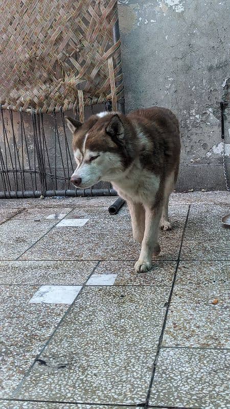 husky male available for sale 6