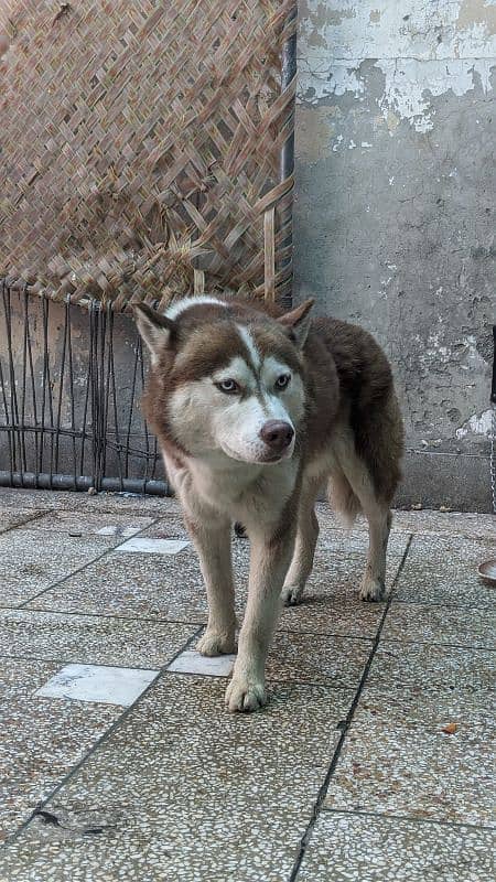 husky male available for sale 8