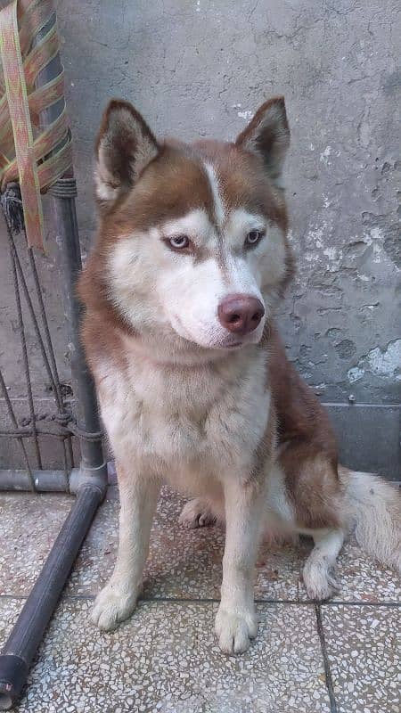 husky male available for sale 11