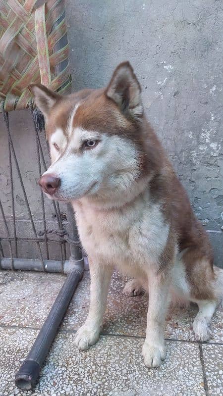 husky male available for sale 12