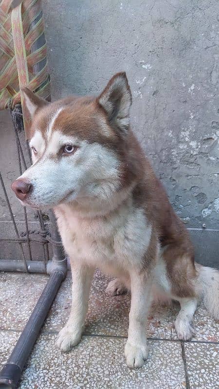 husky male available for sale 13