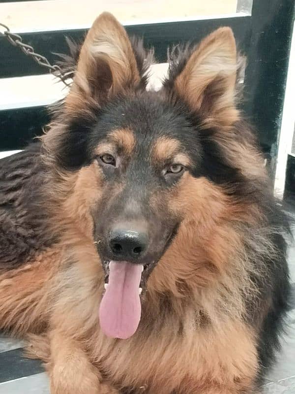 german shepherd triple coat for sale 0