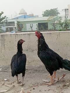 pure lasani mushka aseel breeding pair