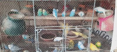 budgies (Australian parrot) /red eye/hogoromo