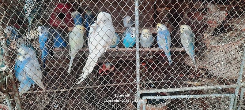 budgies (Australian parrot) /red eye/hogoromo 1