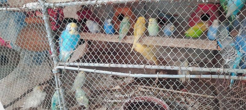 budgies (Australian parrot) /red eye/hogoromo 2