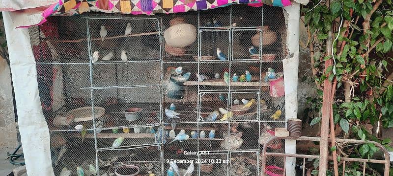 budgies (Australian parrot) /red eye/hogoromo 3