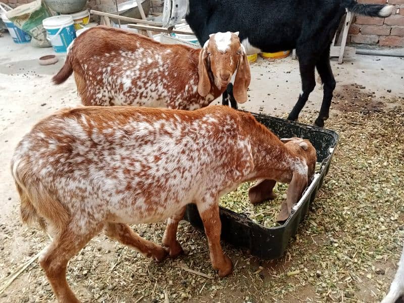 All goat for sale 0