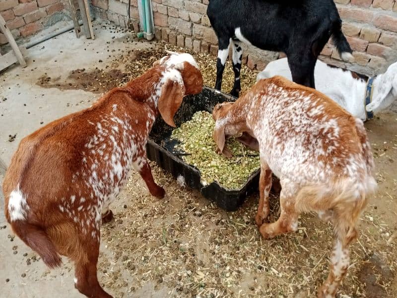 All goat for sale 1