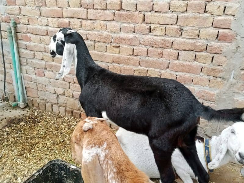 All goat for sale 3