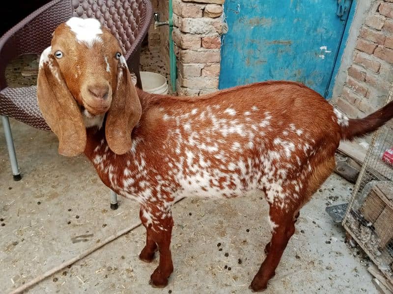 All goat for sale 5