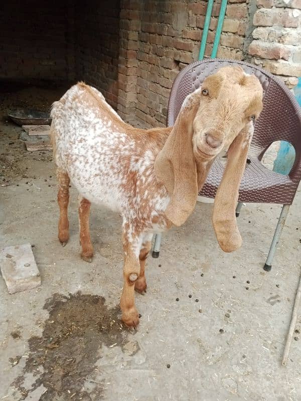 All goat for sale 6