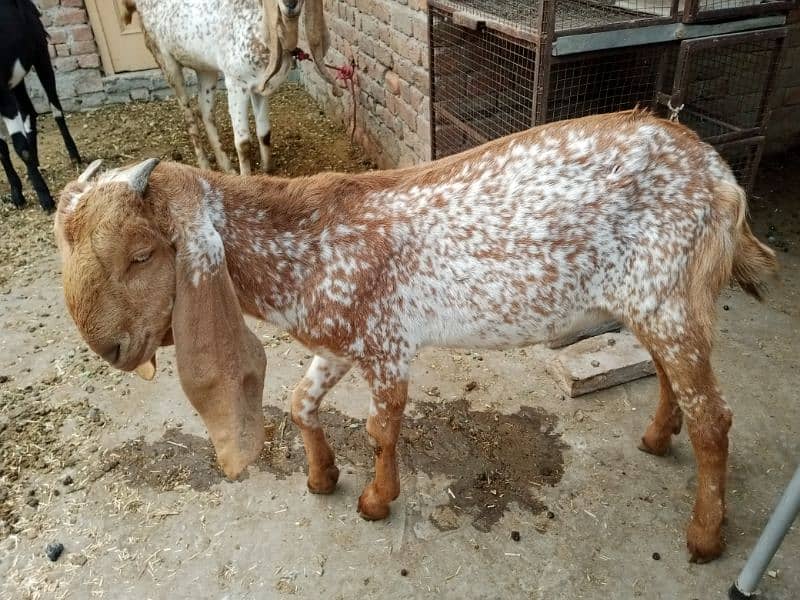 All goat for sale 7