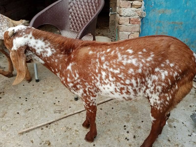 All goat for sale 8