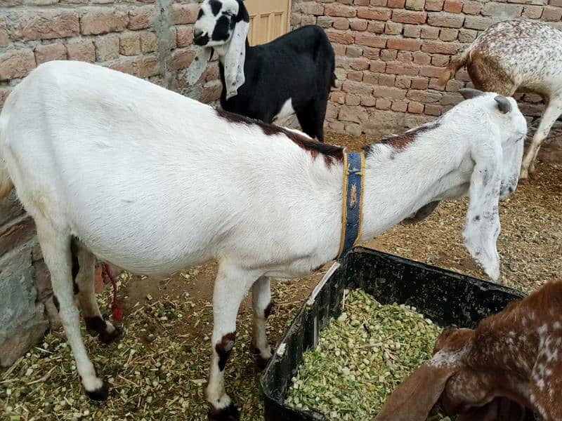 All goat for sale 9