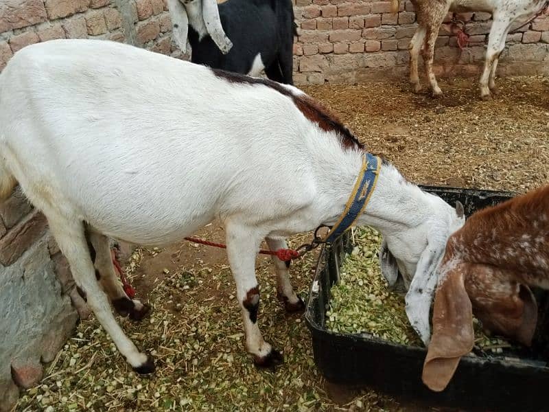 All goat for sale 10