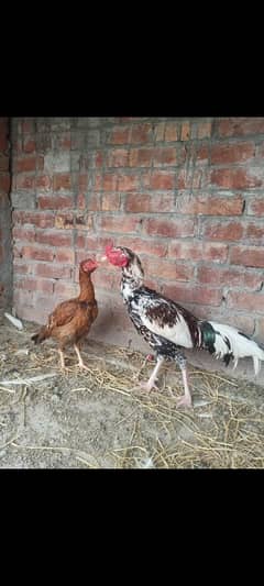 Aseel breeder male Long Hight Full active.