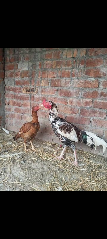 Aseel breeder male Long Hight Full active. 0