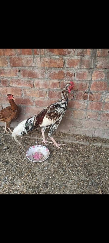 Aseel breeder male Long Hight Full active. 1