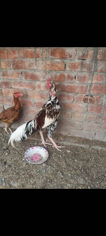 Aseel breeder male Long Hight Full active. 2